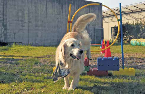 Ben e Shana, i Golden Retriever che accompagnano le emozioni