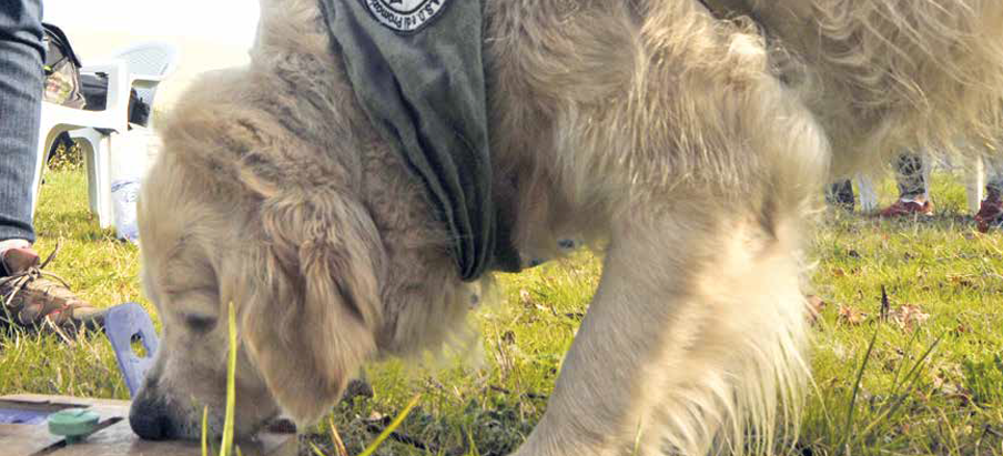 Ben e Shana, i Golden Retriever che accompagnano le emozioni