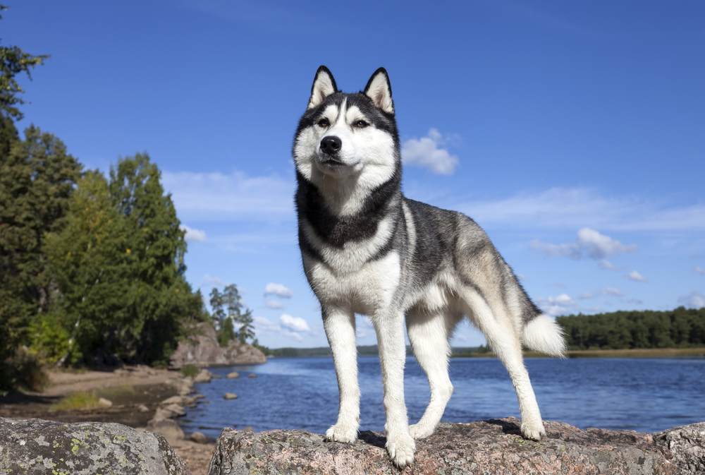 La maggior parte dei lupi europei ha il DNA del cane