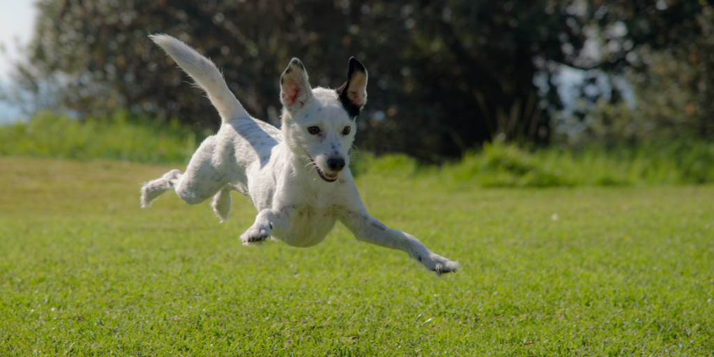 Il mio cane è troppo irrequieto, cosa fare?