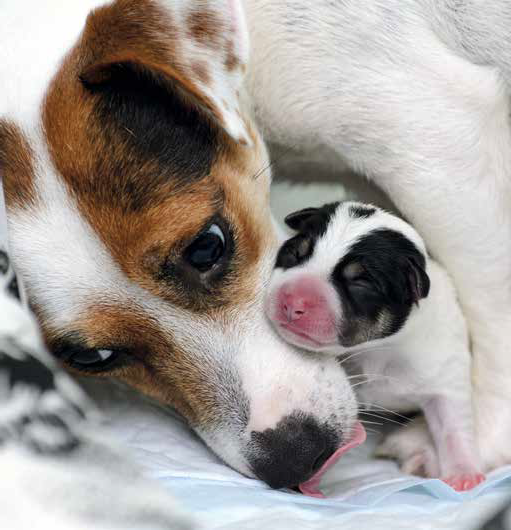 Jack Russell Mainly Metal Metallo smaltato Spilla di Cane by Jack Russell Mainly Metal Metallo smaltato Spilla di Cane by