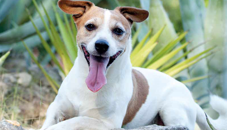 Jack Russell by Mainly Metal Metallo smaltato Spilla di Cane 