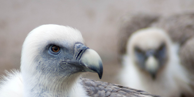 Life Under Griffon Wings: i grifoni tornano a volare in Sardegna