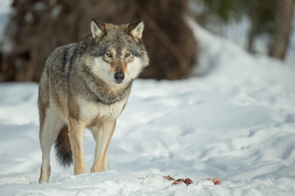 La maggior parte dei lupi europei ha il DNA del cane