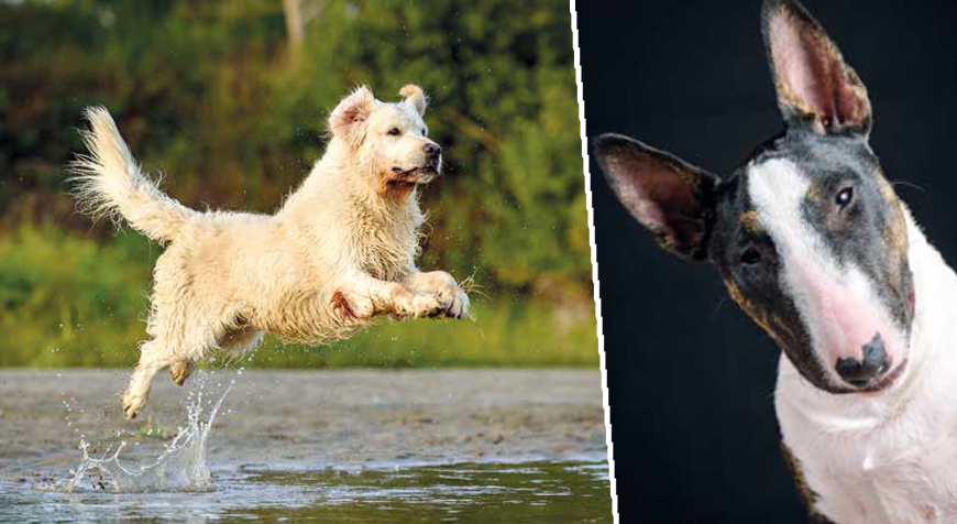 Come scegliere il cane più adatto