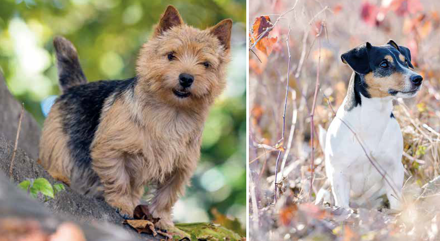 Come scegliere il cane più adatto