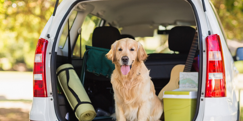 8 consigli per viaggiare in auto con il cane