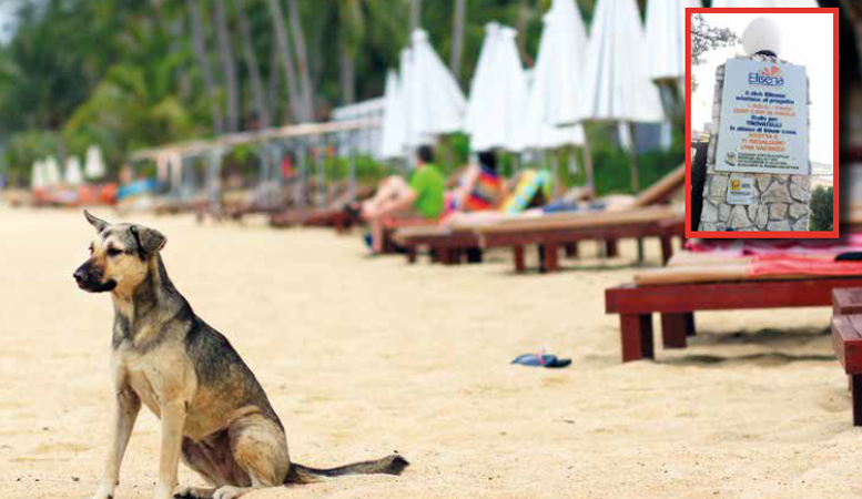 Zero cani in canile: Vieste fa scuola