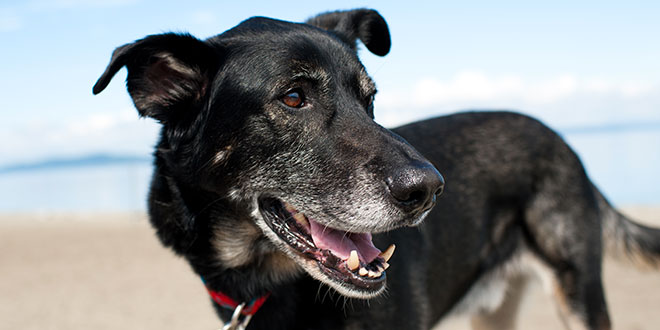 Artrosi e neurodegenerazione nel cane: i consigli dei Veterinari Anmvi