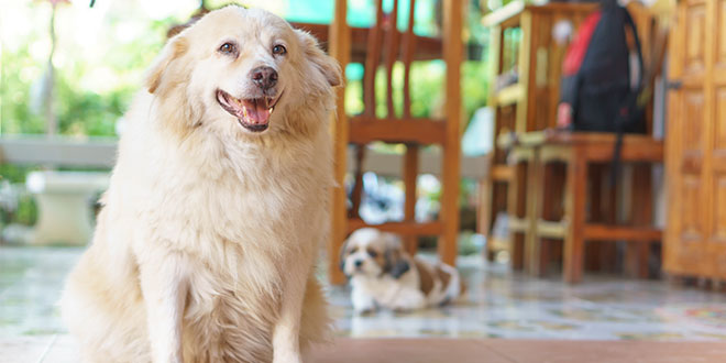 Cani obesi: a Torino c'è allarme