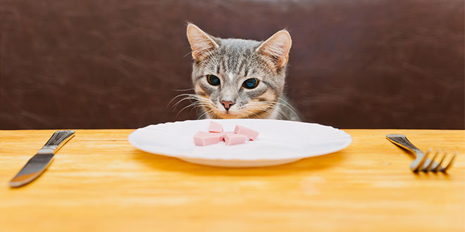 Cibi umani per gatti: ecco quelli compatibili