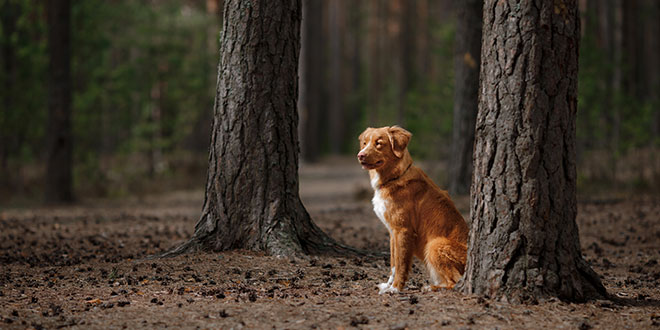 Cimitero degli animali a Senigallia: apre l'Albero della Vita 