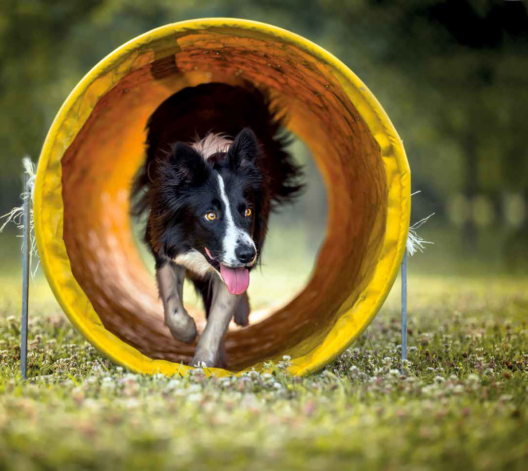 Lezioni di agility: tubo e gomma