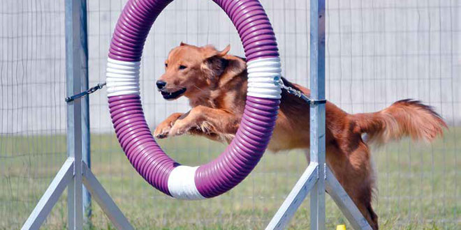 Lezioni di agility: tubo e gomma