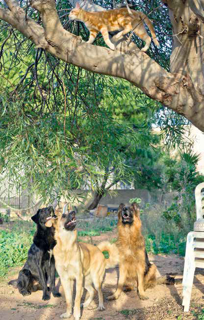 I cani di Lampedusa: Il cuore ha 4 zampe Onlus