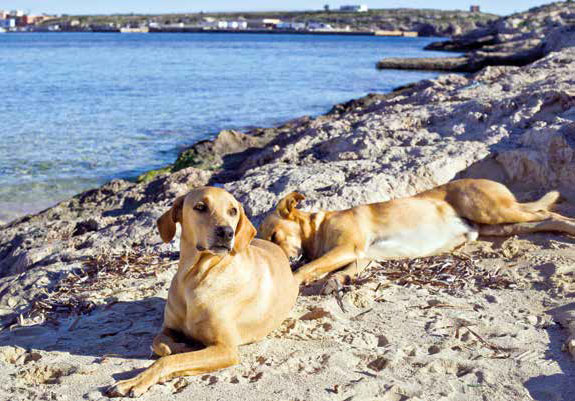 I cani di Lampedusa: Il cuore ha 4 zampe Onlus