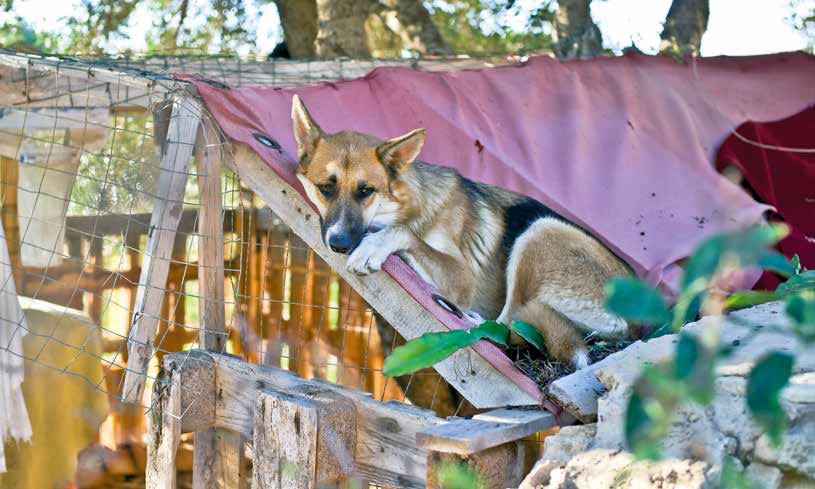 I cani di Lampedusa: Il cuore ha 4 zampe Onlus