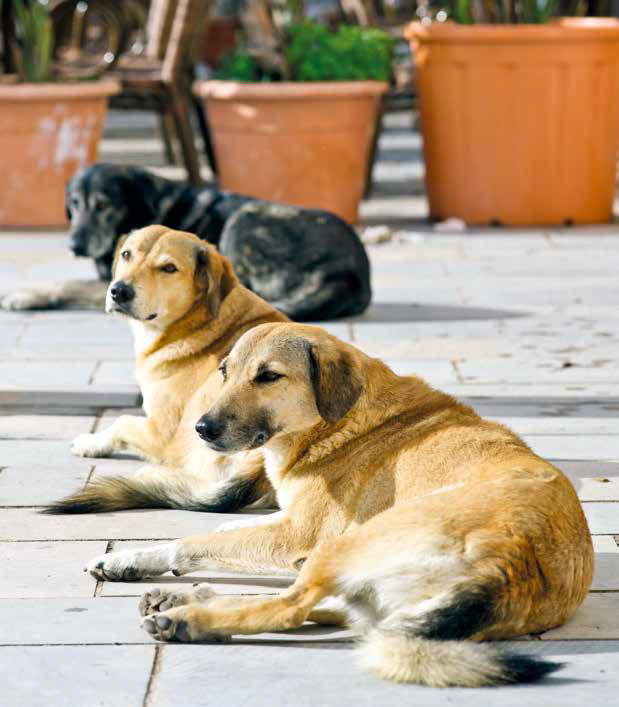 I cani di Lampedusa: Il cuore ha 4 zampe Onlus