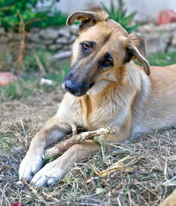 I cani di Lampedusa: Il cuore ha 4 zampe Onlus