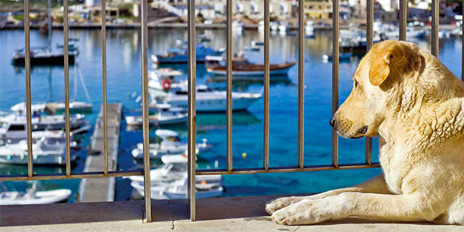 I cani di Lampedusa: Il cuore ha 4 zampe Onlus