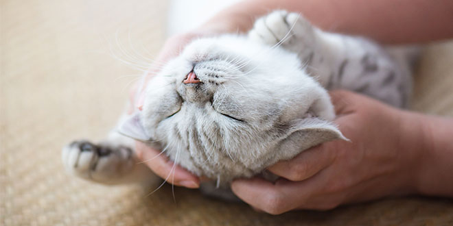 Il mio gatto è felice? Ecco come scoprirlo