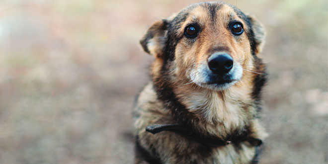 Artrosi del cane, problema complesso con una soluzione unica