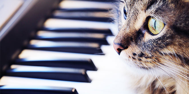 Musicoterapia per gli animali: i suoni giusti per i gatti