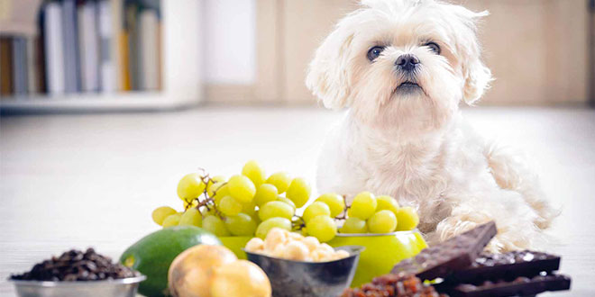 Alimenti tossici e dannosi per cani e gatti