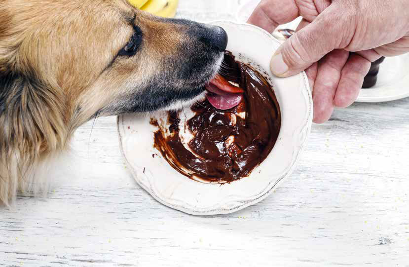 Alimenti tossici e dannosi per cani e gatti