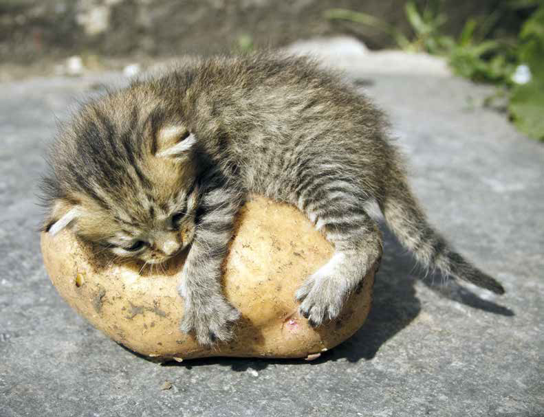 Alimenti tossici e dannosi per cani e gatti