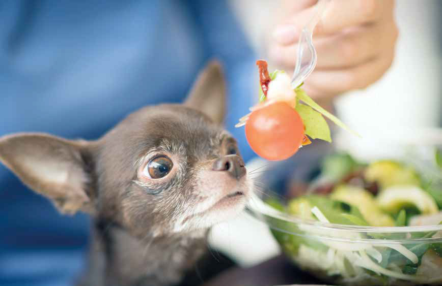 Alimenti tossici e dannosi per cani e gatti