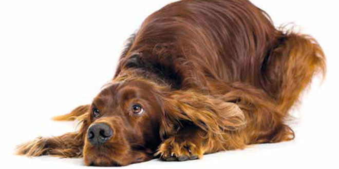Ghiandola perianale del cane infiammata: cure e sintomi