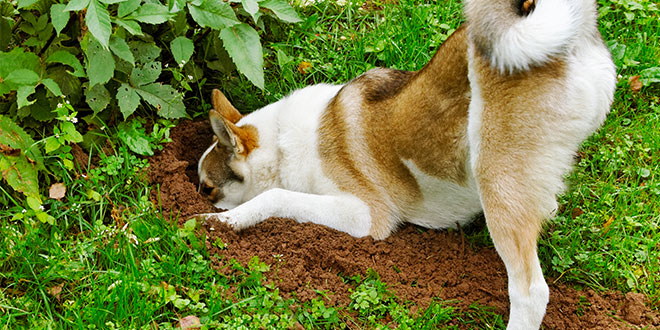 Cosa fare se il cane scava buche in giardino