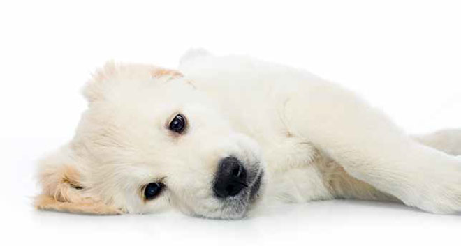 Tracheobronchite infettiva nel cane: cura e sintomi