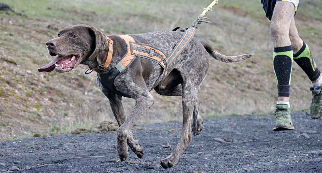 Canicross: le razze di cane più predisposte