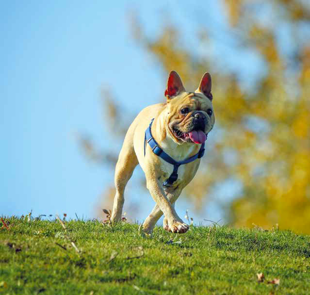 Canicross: le razze di cane più predisposte