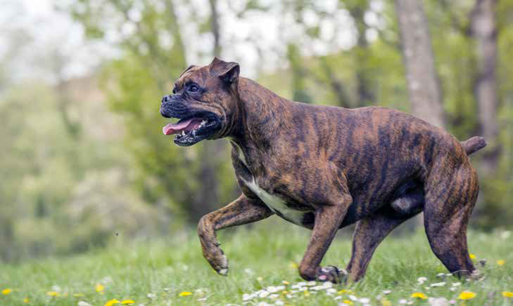 Canicross: le razze di cane più predisposte