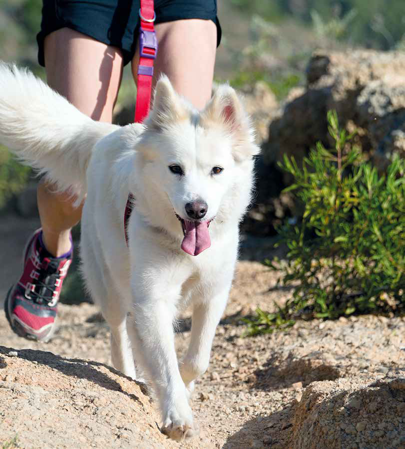 Canicross: le razze di cane più predisposte