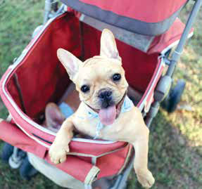 Cane autonomo: ecco come fare