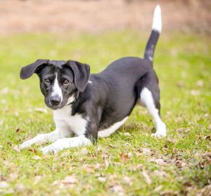 Come parla il cane? La comunicazione intraspecifica