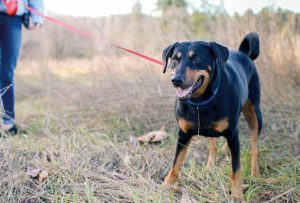 Come parla il cane? La comunicazione intraspecifica