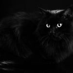 Omar, il gatto nero che fa beneficenza