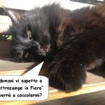 Omar, il gatto nero che fa beneficenza