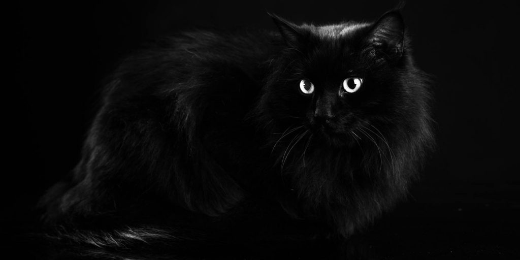 Omar, il gatto nero che fa beneficenza
