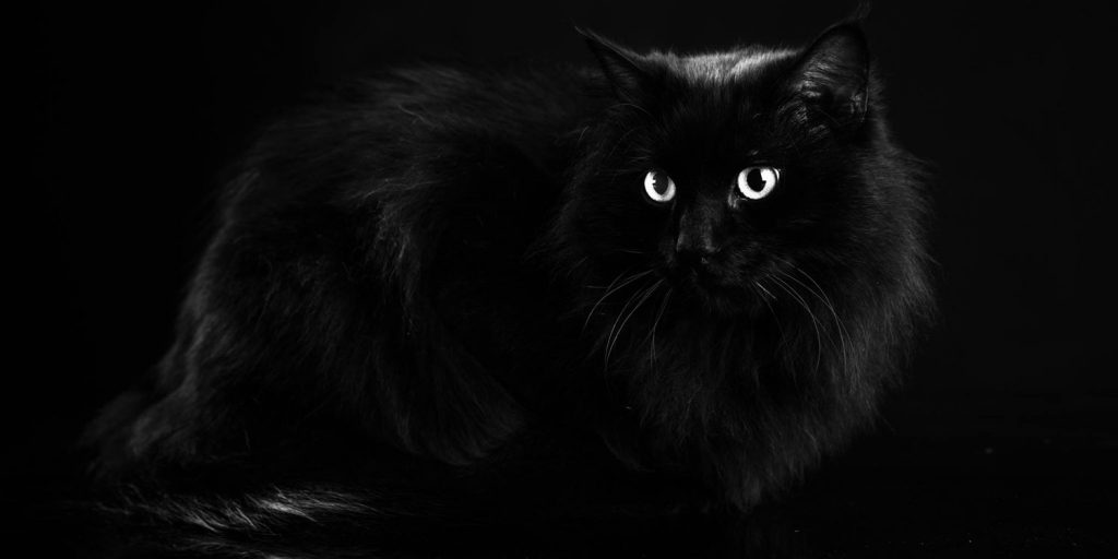 Omar, il gatto nero che fa beneficenza