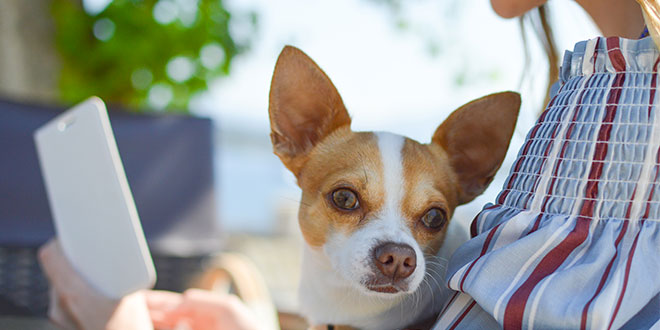 In vacanza con il cane, con la app ScaliborMap e la t-shirt #noabbandono!