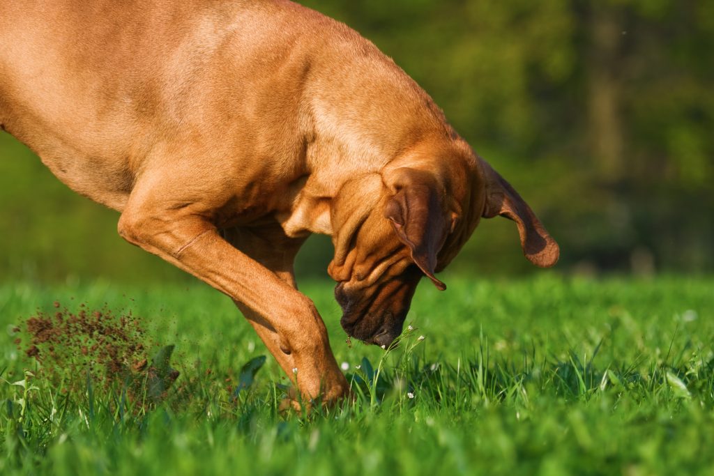 Cosa fare se il cane scava buche in giardino