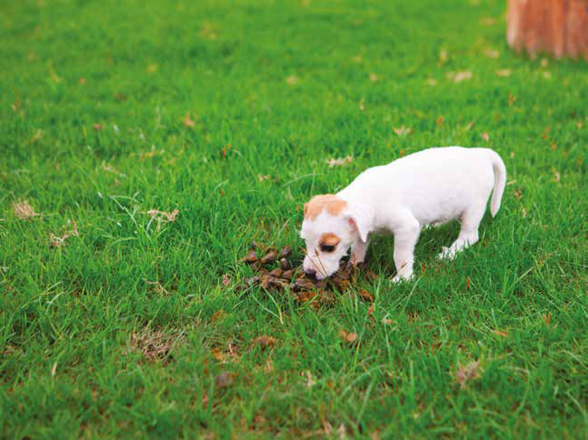 Coprofagia: cosa fare quando il cane mangia le feci