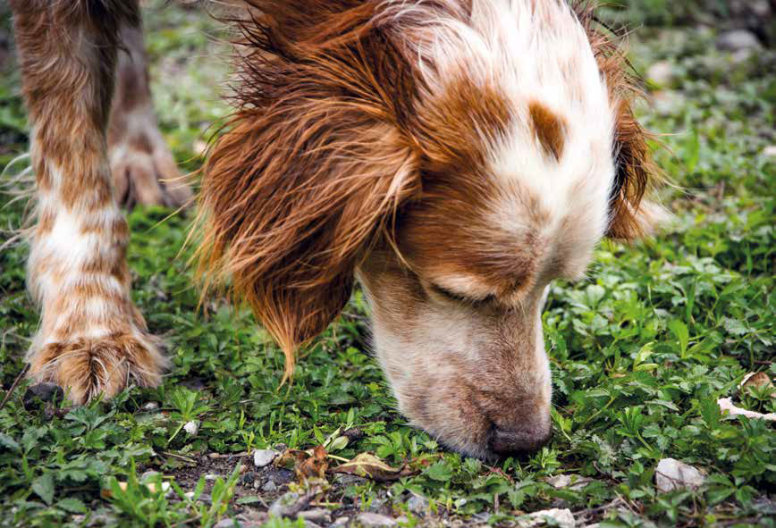 Coprofagia: cosa fare quando il cane mangia le feci