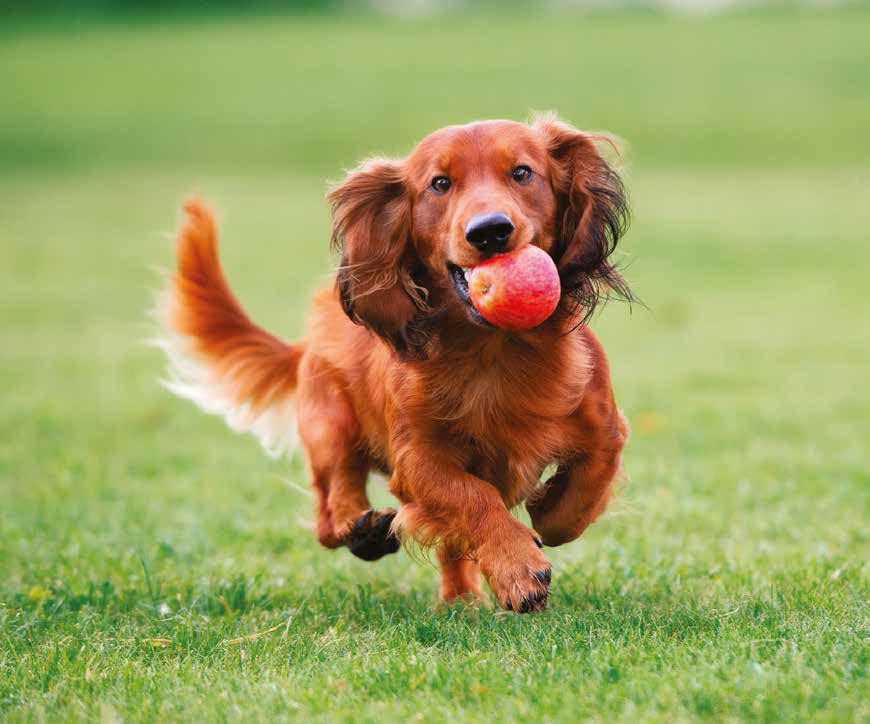 Bassotto La Razza Caratteristiche Fisiche E Carattere Quattro Zampe